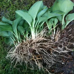 Hosta Starter Plant - Live Plant, Up to 5 in Tall, 4 inch Pot, Well Rooted - Image 2