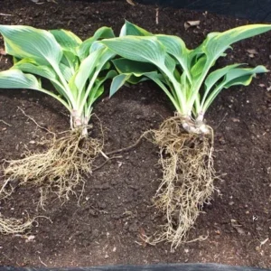 Hosta Starter Plant - Live Plant, Up to 5 in Tall, 4 inch Pot, Well Rooted - Image 1