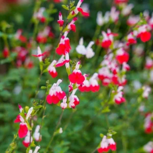 Hot Lips Salvia Live Plant – Red & White Perennial Flower – 4 Inch Pot – Outdoor - Image 2