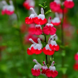 Hot Lips Salvia Live Plant – Red & White Perennial Flower – 4 Inch Pot – Outdoor - Image 3