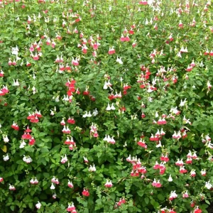 Hot Lips Salvia Live Plant – Red & White Perennial Flower – 4 Inch Pot – Outdoor - Image 4