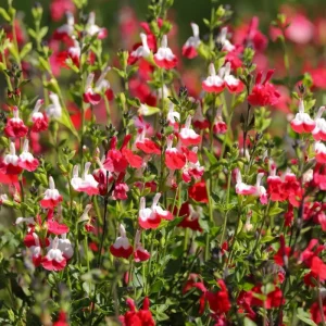 Hot Lips Salvia Live Plant – Red & White Perennial Flower – 4 Inch Pot – Outdoor - Image 5