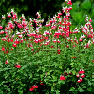 Hot Lips Salvia Live Plant – Red & White Perennial Flower – 4 Inch Pot – Outdoor - Image 7