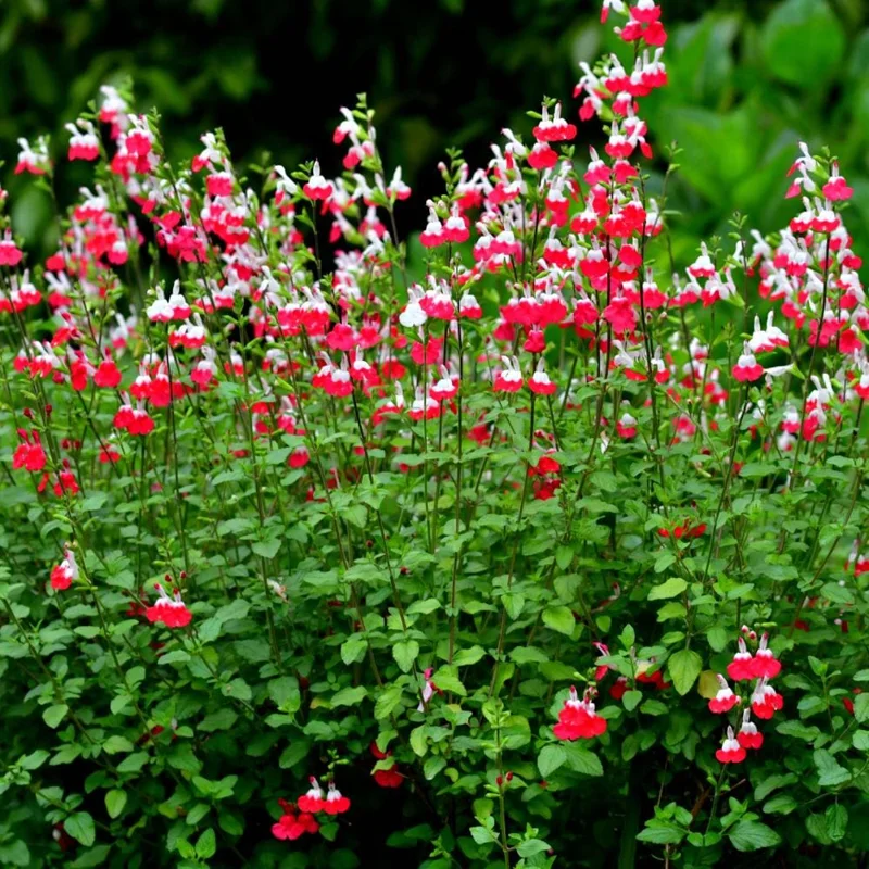 Hot Lips Salvia Live Plant – Red & White Perennial Flower – 4 Inch Pot – Outdoor - Image 7