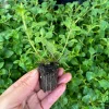 Hot & Spicy Oregano Live Plant Plug - Culinary Herb Perennial - Image 1