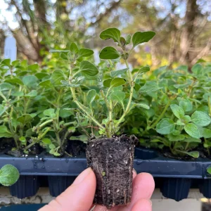 Hot & Spicy Oregano Live Plant Plug - Culinary Herb Perennial - Image 3