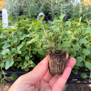 Hot & Spicy Oregano Live Plant Plug - Culinary Herb Perennial - Image 6