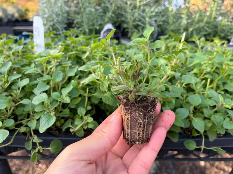 Hot & Spicy Oregano Live Plant - Culinary Herb Starter Plug