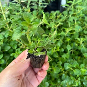 Hot & Spicy Oregano Live Plant Plug - Culinary Herb Perennial - Image 7