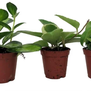 Hoya Assortment - 3 Pack Live Plants in 2-inch Pots - Indoor Wax Plants - Image 1