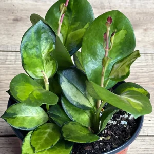 Hoya Australis Lisa Live Plant – 6 inch Pot – Indoor Vining Houseplant - Image 2