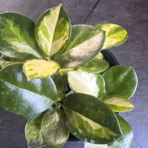 Hoya Australis Lisa Live Plant – 6 inch Pot – Indoor Vining Houseplant - Image 3