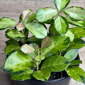 Hoya Australis Lisa Live Plant – 6 inch Pot – Indoor Vining Houseplant - Image 3