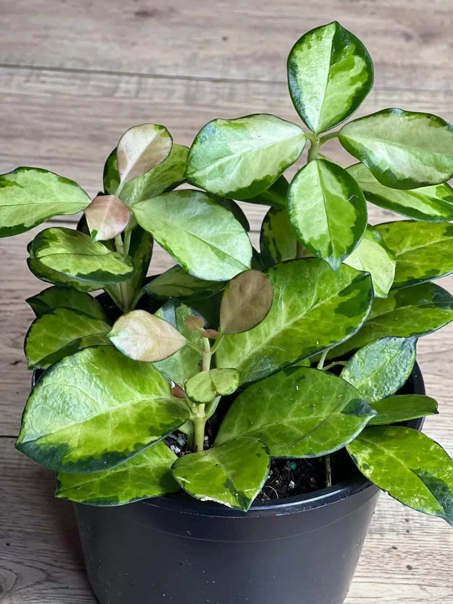 Hoya Australis Lisa Live Plant – 6 inch Pot – Indoor Vining Houseplant - Image 3