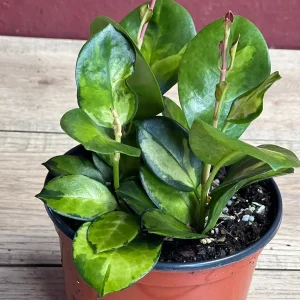 Hoya Australis Lisa Live Plant – 6 inch Pot – Indoor Vining Houseplant - Image 4