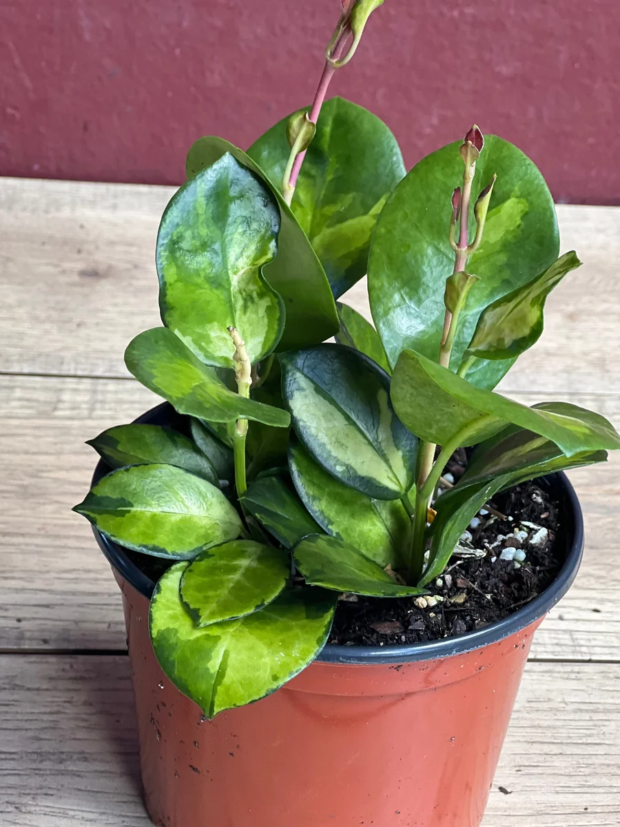 Hoya Australis Lisa Live Plant – 6 inch Pot – Indoor Vining Houseplant - Image 4
