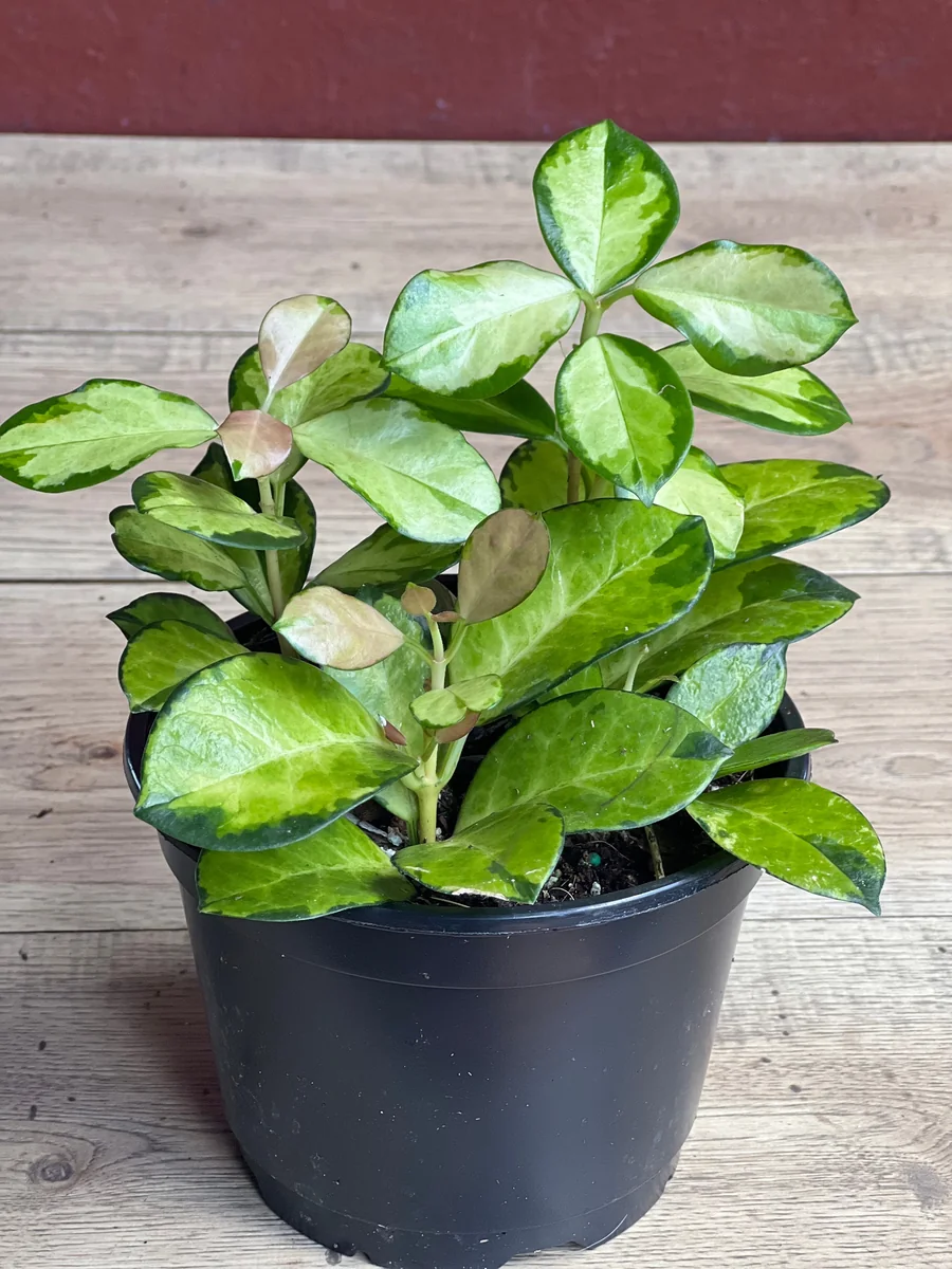 Hoya Australis Lisa Live Plant – 6 inch Pot – Indoor Vining Houseplant - Image 5