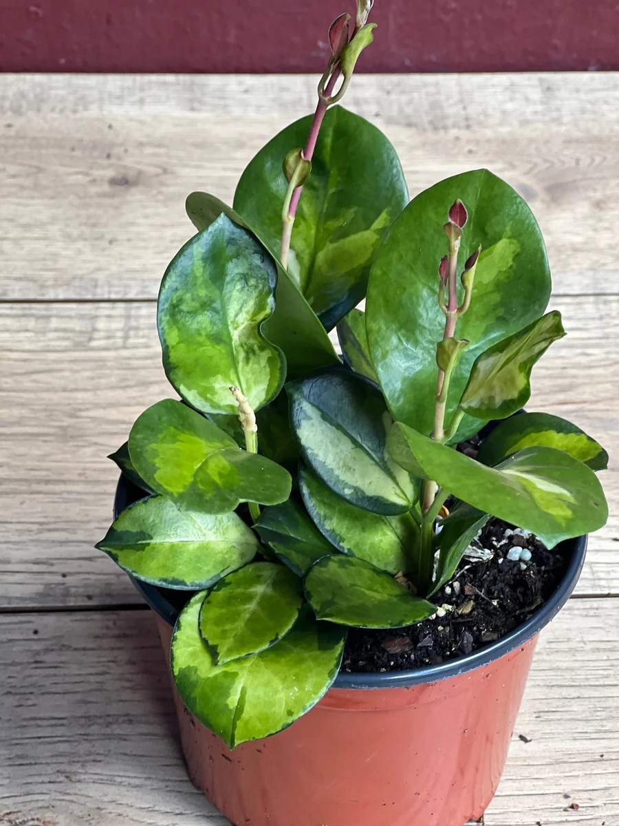Hoya Australis Lisa Live Plant – 6 inch Pot – Indoor Vining Houseplant - Image 6