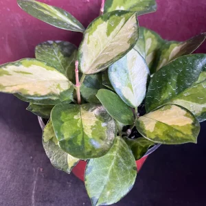 Hoya Australis Lisa Live Plant – 6 inch Pot – Indoor Vining Houseplant - Image 7