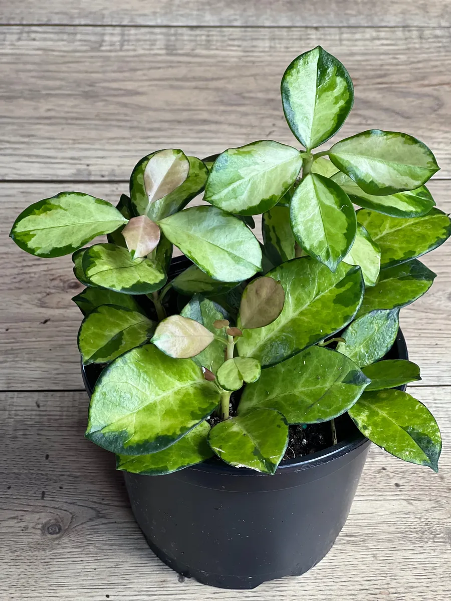 Hoya Australis Lisa Live Plant – 6 inch Pot – Indoor Vining Houseplant - Image 7