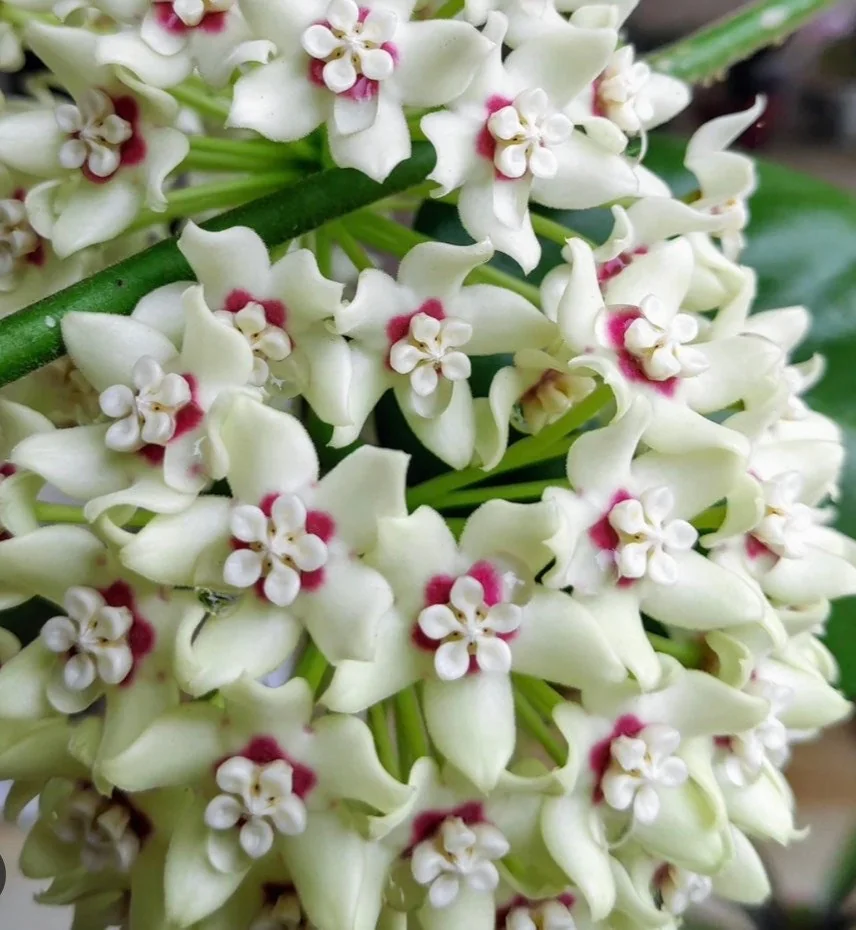 Hoya Australis Lisa Live Plant – 6 inch Pot – Indoor Vining Houseplant - Image 1