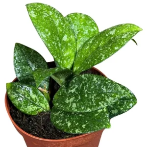 Hoya Carnosa Freckled Splash Live Plant - 4 inch Grow Pot - Rare Indoor Houseplant - Image 1