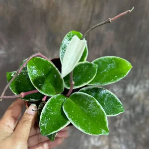 Hoya Carnosa Krimson Queen Live Plant – 4 inch Grow Pot – Tricolor Variegated Hoya – Indoor Houseplant - Image 2