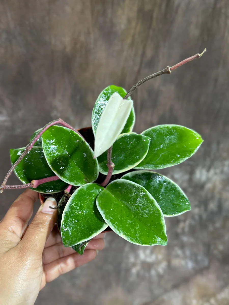 Hoya Carnosa Krimson Queen Live Plant – 4 inch Grow Pot – Tricolor Variegated Hoya – Indoor Houseplant - Image 2