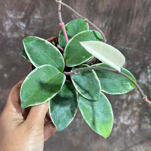 Hoya Carnosa Krimson Queen Live Plant – 4 inch Grow Pot – Tricolor Variegated Hoya – Indoor Houseplant - Image 3