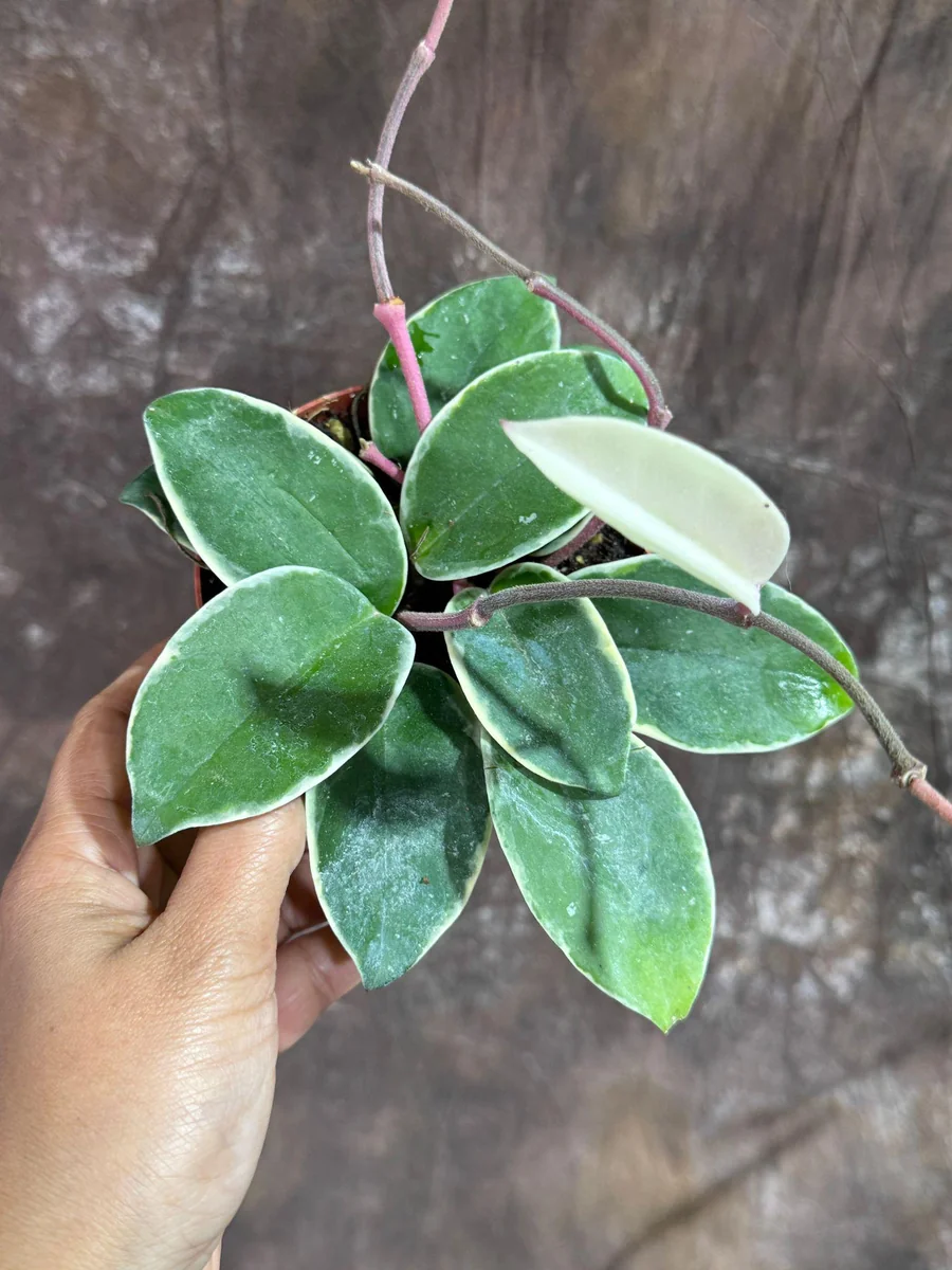 Hoya Carnosa Krimson Queen Live Plant – 4 inch Grow Pot – Tricolor Variegated Hoya – Indoor Houseplant - Image 3