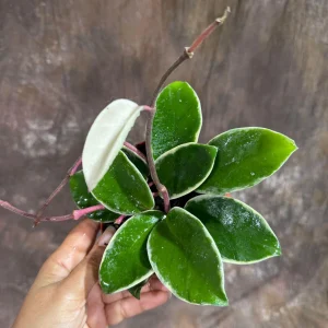 Hoya Carnosa Krimson Queen Live Plant – 4 inch Grow Pot – Tricolor Variegated Hoya – Indoor Houseplant - Image 1