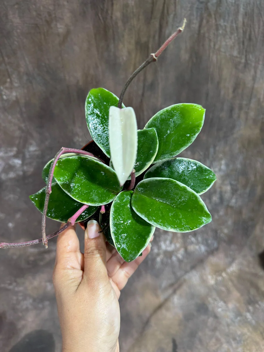 Hoya Carnosa Krimson Queen Live Plant – 4 inch Grow Pot – Tricolor Variegated Hoya – Indoor Houseplant - Image 4