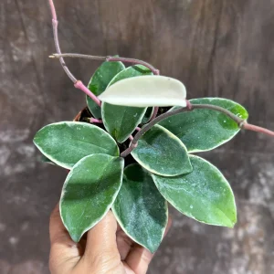 Hoya Carnosa Krimson Queen Live Plant – 4 inch Grow Pot – Tricolor Variegated Hoya – Indoor Houseplant - Image 5