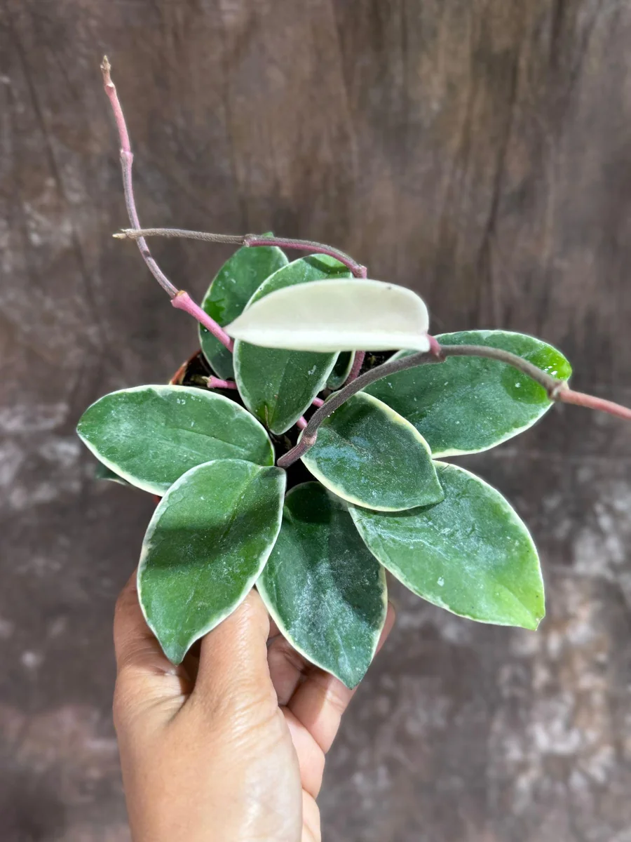 Hoya Carnosa Krimson Queen Live Plant – 4 inch Grow Pot – Tricolor Variegated Hoya – Indoor Houseplant - Image 5