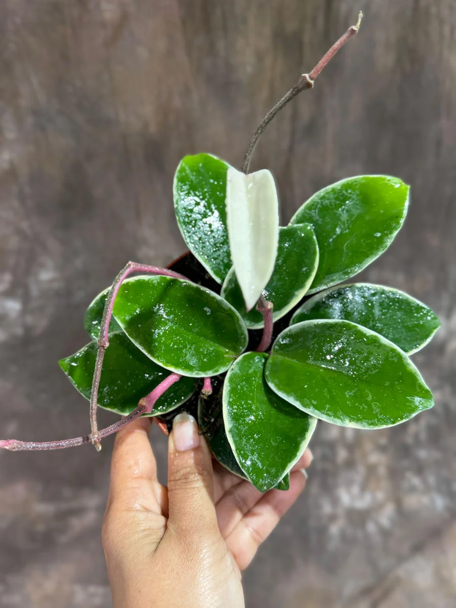 Hoya Carnosa Krimson Queen Live Plant – 4 inch Grow Pot – Tricolor Variegated Hoya – Indoor Houseplant - Image 6