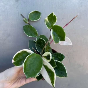 Hoya Carnosa 'Krimson Queen' Live Plant – Tricolor Variegated Hoya – 4 inch Pot – Indoor - Image 4