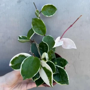 Hoya Carnosa 'Krimson Queen' Live Plant – Tricolor Variegated Hoya – 4 inch Pot – Indoor - Image 5