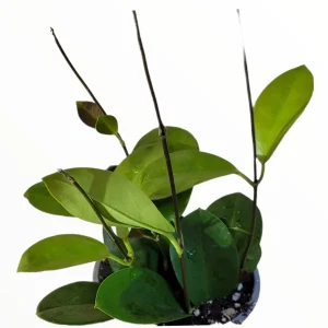 Hoya Carnosa Live Houseplant - Indoor Wax Plant for Home Decor - Image 3