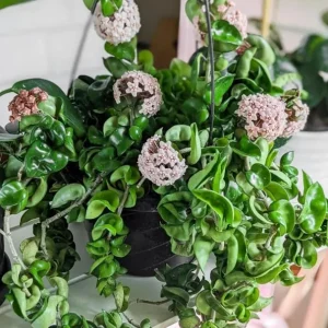 Hoya Hindu Rope Plant - Hoya Compacta Live Houseplant - 3 inch Pot - Image 2