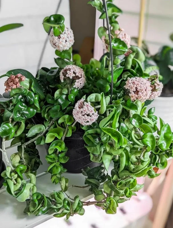 Hoya Hindu Rope Plant - Hoya Compacta Live Houseplant - 3 inch Pot - Image 2