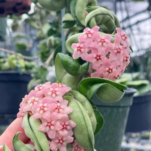 Hoya Hindu Rope Plant - Hoya Compacta Live Houseplant - 3 inch Pot - Image 3