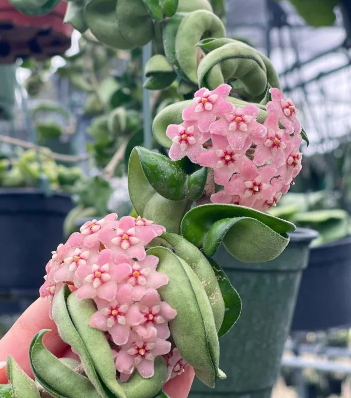 Hoya Hindu Rope Plant - Hoya Compacta Live Houseplant - 3 inch Pot - Image 3