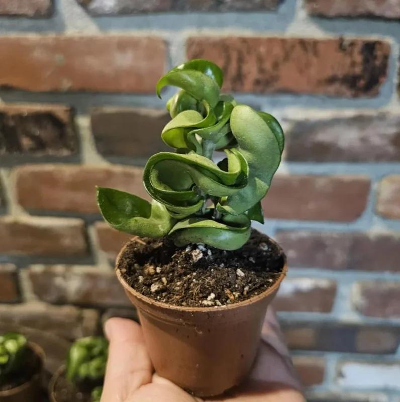 Hoya Hindu Rope Plant - Hoya Compacta Live Houseplant - 3 inch Pot - Image 4