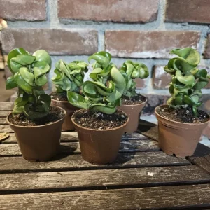 Hoya Hindu Rope Plant - Hoya Compacta Live Houseplant - 3 inch Pot - Image 5