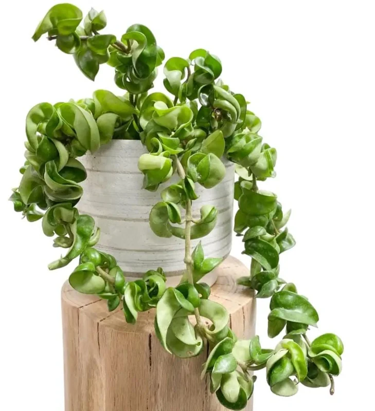 Hoya Hindu Rope Plant - Hoya Compacta Live Houseplant - 3 inch Pot - Image 1