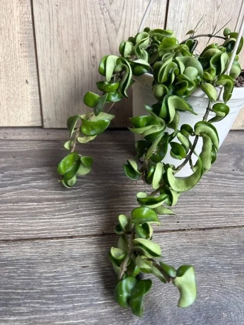 Hoya Hindu Rope Plant - Live Krinkle Kurl Hoya in 6" Pot - Indoor Succulent - Image 3