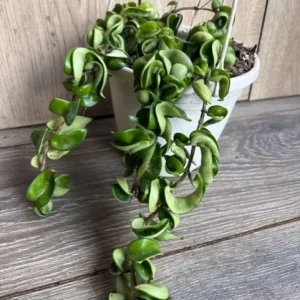 Hoya Hindu Rope Plant - Live Krinkle Kurl Hoya in 6