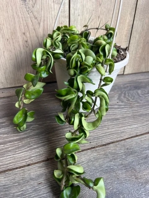 Hoya Hindu Rope Plant - Live Krinkle Kurl Hoya in 6" Pot - Indoor Succulent - Image 4
