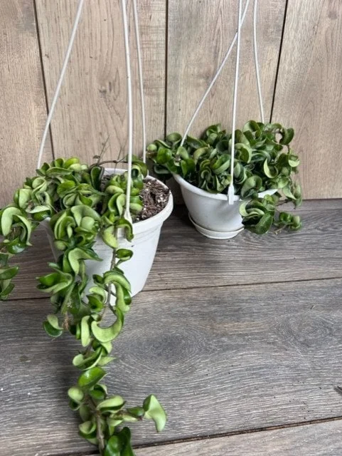 Hoya Hindu Rope Plant - Live Krinkle Kurl Hoya in 6" Pot - Indoor Succulent - Image 5
