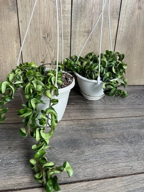 Hoya Hindu Rope Plant - Live Krinkle Kurl Hoya in 6" Pot - Indoor Succulent - Image 6